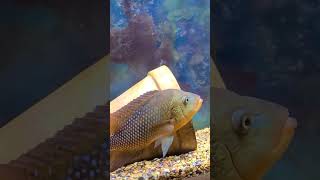 Red Terror Cichlid smashing food.