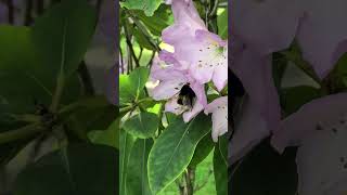 Bumblebee 🐝 collecting pollen #bee