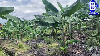 Kebun pisang kepok 2 hektar mulai berbuah