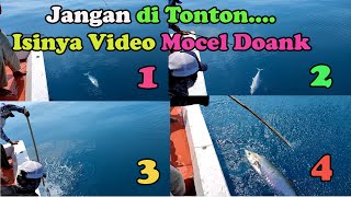 5 VIDEO STRIKE MOCEL TENGGIRI BABON DI SPOT RIG PABELOKAN - PULAU 1000