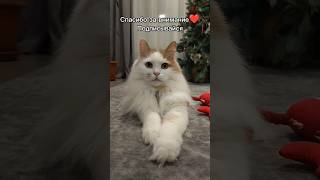 Очень красивый кот играет #красивыйкот #котики #котикиприколы #котэ