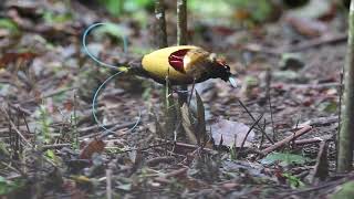 Magnificent bird-of-paradise