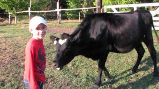 Boys feeding cows