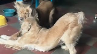 Abrazo de mamá e hija🐩😍🥰