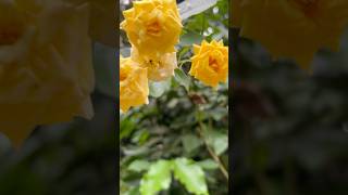 Yellow beauty of rose flowers 🥀 || Home Gardening | #flowers #gardening #youtubeshorts #rose