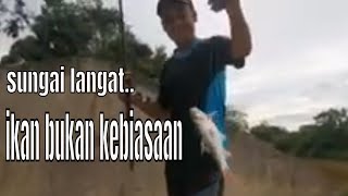 ikan ini bukan kebiasaan di sungai langat...