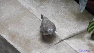 bird.240401701p10yl-geopelia striata 斑姬地鳩 (zebra dove)-A001C01