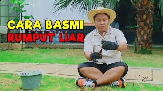 CARA MEMBASMI RUMPUT LIAR DI TAMAN RUMPUT HIAS HALAMAN RUMAH !!!