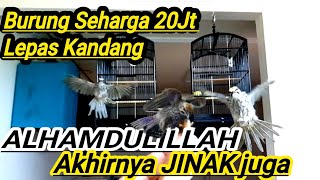 BANDANGAN Cucak rowo lepas kandang | PENJINAKAN burung cucak rowo