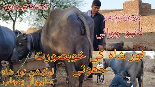 Noor shah ki top buffalo for sale Okara Animal TV 03004576252 .27/9/2024 . لوکیشن نور شاہ ساہیوال