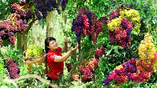 How to Harvest Grape, Goes To The Market Sell - Harvesting and Cooking | Tieu Vy Daily Life