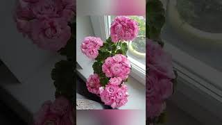 Collection of Pink Flowers