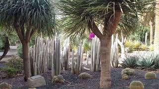 Santa Cruz de Tenerife. Parque Garcia Sanabria. Febrero 2020