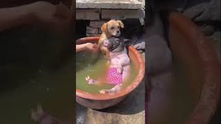 The Little puppy loves a chick  Guide For Everyone#shorts #viral