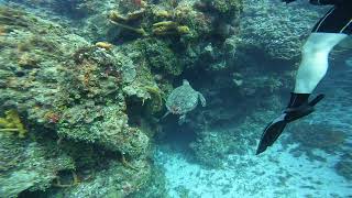 Cozumel Turtle