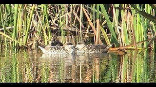 Birds of Morocco: Marbled Teal حذف رخامي