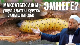 МАКСАТБЕК АЖЫ УШУЛ АДАТТЫ КУРТКА САЛЫШТЫРДЫ!  ЭМНЕГЕ?