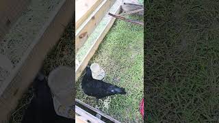 2 teenage #ayamcemani #selfsufficientbackyard