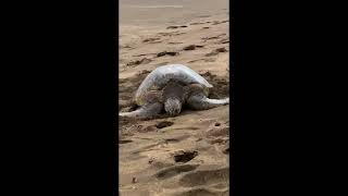 Sea Turtle at at sunset on Kahana Beach Maui Hawaii