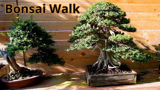 Walking among the bonsai