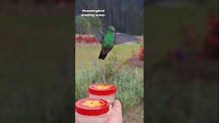 Hummingbird drinking water. #hummingbird 🇨🇴