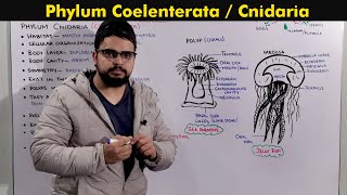 Phylum Cnidaria (Coelenterata) General characteristics.