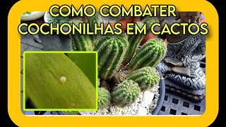 Como limpar seu cacto de cochonilhas de carapaça e excesso de mudas.. Atualização