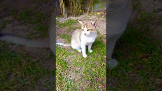 #beautiful #cat #catlover #pet #whitecat #playing #kitten #cute #cutecat #love #animals #petvideos