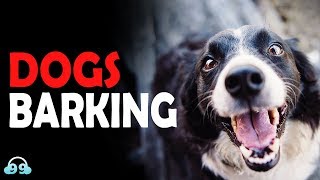 DOGS BARKING Sound Effect | Make your Neighbors CRAZY!