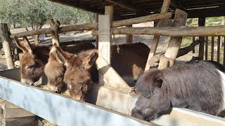 Our Animal Farm Part 1, Donkeys & Mule in Visciano Nola Italy 🇮🇹.