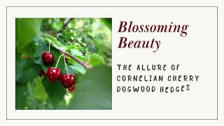 Unveiling the Beauty of Cornelian Cherry Dogwood: A Deciduous Delight