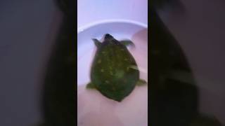 कछुआ क्या खाता है#trending #viralvideo #turtle#desi turtle