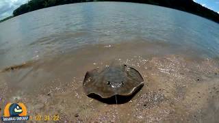 Pesca de Rayas en el río Cuareim - Arraias de rio - Stingray in the river