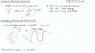 Cardiac 3 - Blood Pressure