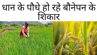 धान के पौधे हो रहे बौनेपन के शिकार | Dhan ki kheti | Paddy farming | Rice farming #धानकीखेती #rice