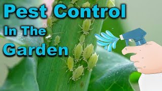 The Simple Trick to Eliminate Aphids and Whiteflies Overnight!