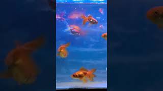 Goldfish Feeding #fish #goldfish #feed #youtube #shorts #viral #youtuber #rdsaquatics #1ksubscribers