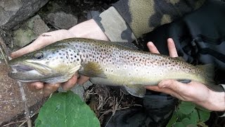 pêche d'une très belle truite fario de 45cm