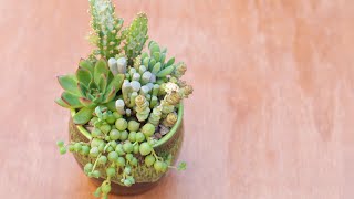 "Slimy Cauldron" Succulent Arrangement