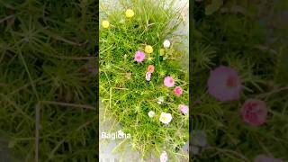 Thailand से मंगवाई 25 colours की nonia grass (porchula plant) 😍#bagicha #garden #viral #nature #love