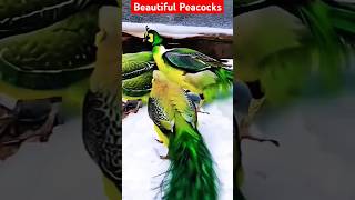 PEACOCKS ARE BEAUTIFUL #short #trending