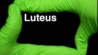 How to Pronounce Luteus