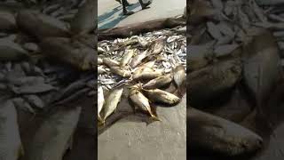 बंपर मासे fishing