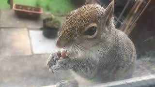 Most Beautiful Squirrel 🐿& Beautiful Pigeon 🕊Feeding in Garden