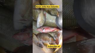 banjir strike ikan katamba. #viral #fypシ゚viral #fypyoutube