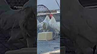 chickens fighting #subscribe #youtube #shorts #viral #youtubeshorts #cute #funny #chicken #chickens