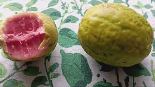 My First Time Having Pink Guava and Starting More Seeds For Autumn and Winter.