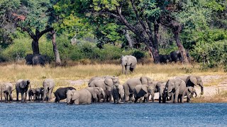 Unforgettable African Safari in 4K: Discover Maasai Mara's Wildlife Wonders 🦁🦓