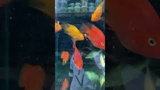 BEAUTIFUL PARROT FISH || RED & YELLOW PARROT FISH#shorts #viral #aquarium #fish #parrot #beautiful