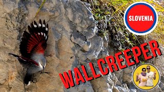 The Wallcreeper in Slovenia, October 2021, a dream in Full HD